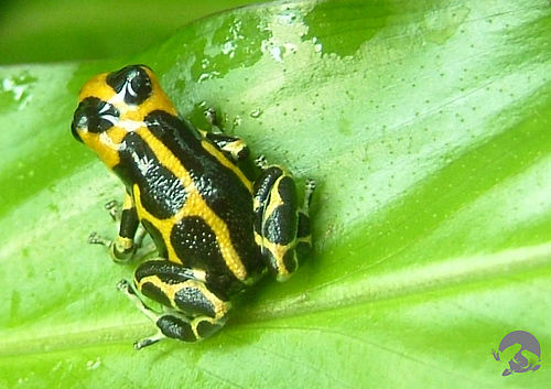 Mimic poison frog